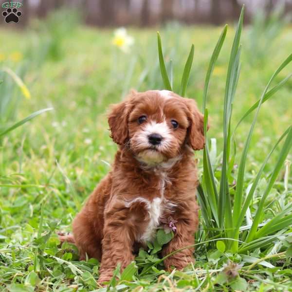 Mickey, Cavapoo Puppy